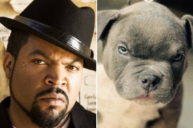 animaldoppelgangers_010