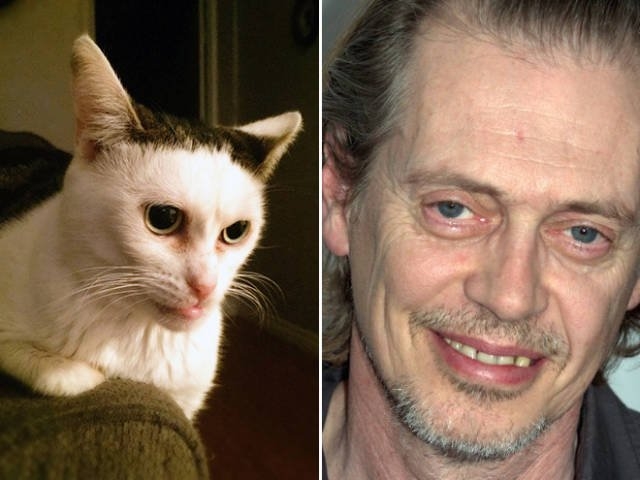 animaldoppelgangers_011