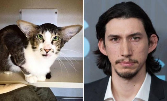 animaldoppelgangers_012