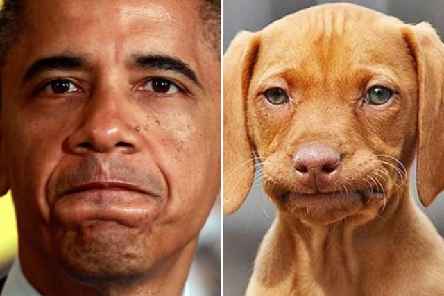 animaldoppelgangers_013