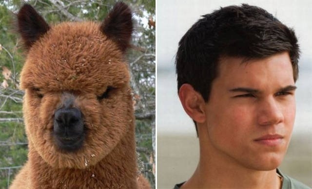 animaldoppelgangers_015