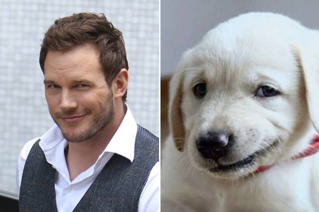 animaldoppelgangers_016