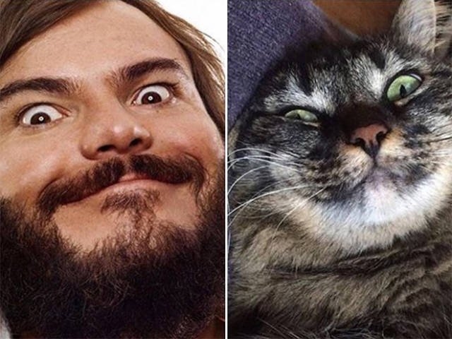 animaldoppelgangers_017