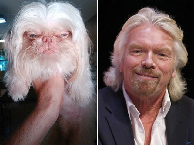 animaldoppelgangers_018