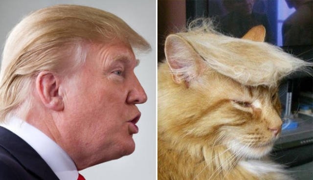 animaldoppelgangers_019