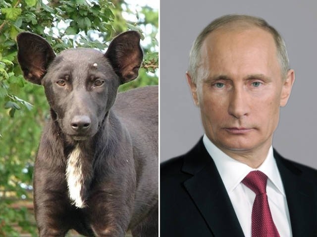 animaldoppelgangers_020