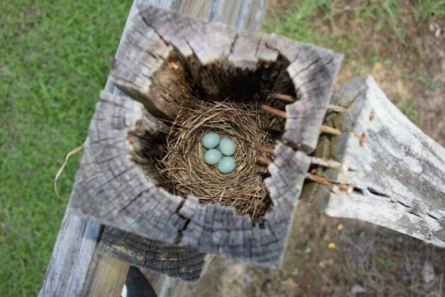 birdnests_004