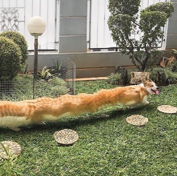 funnyanimals61_001