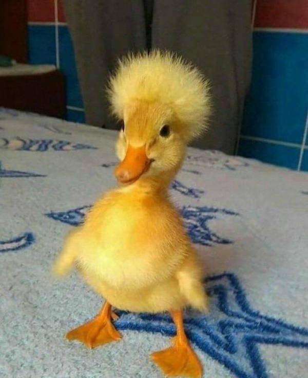 funnyanimals61_002