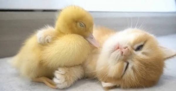 funnyanimals61_003