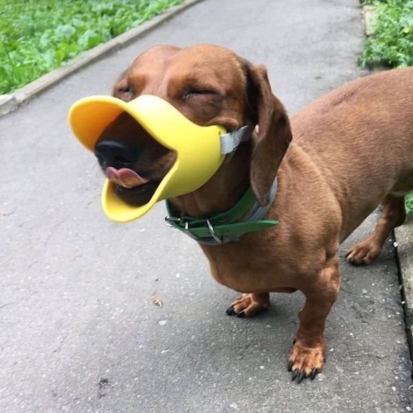 funnyanimals61_004