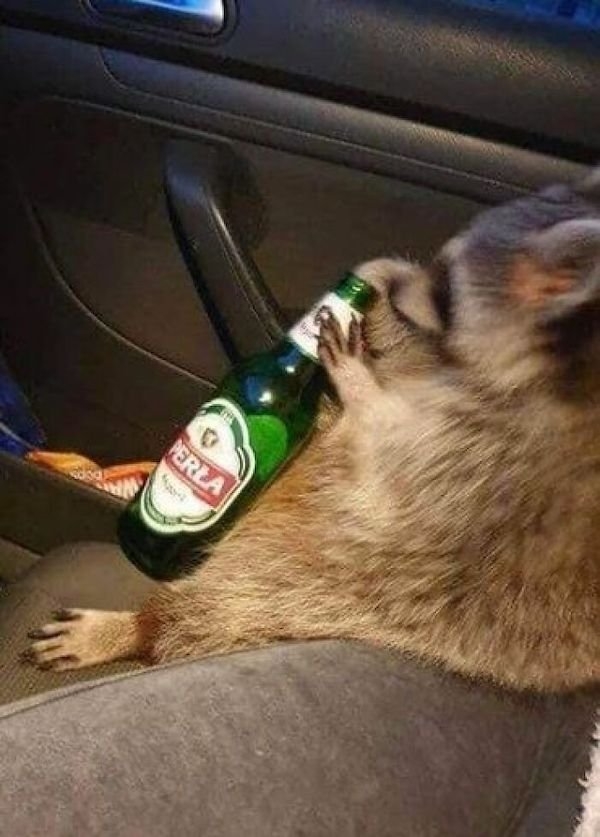 funnyanimals61_006