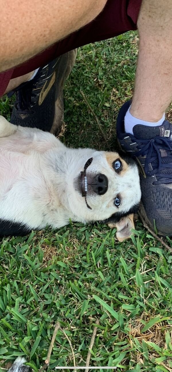 funnyanimals61_007