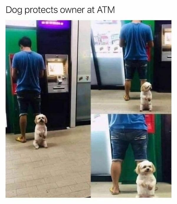 funnyanimals61_008