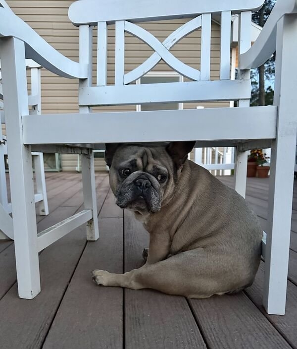 funnyanimals61_012