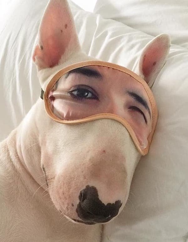 funnyanimals61_013