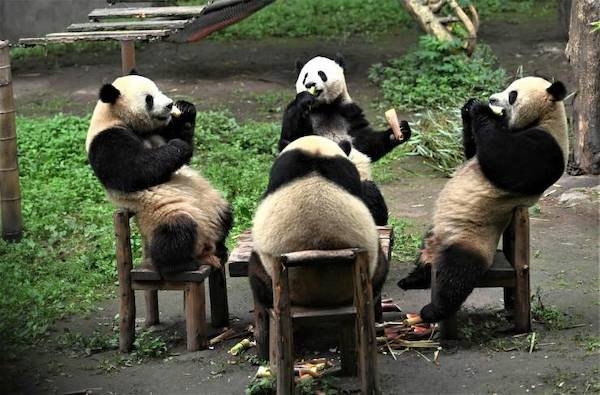 funnyanimals61_014