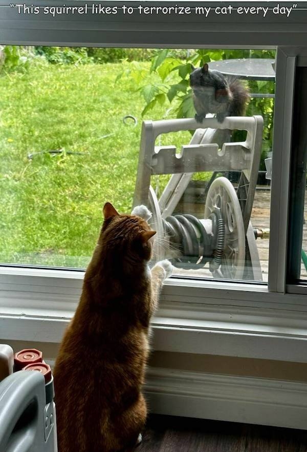 funnyanimals61_015