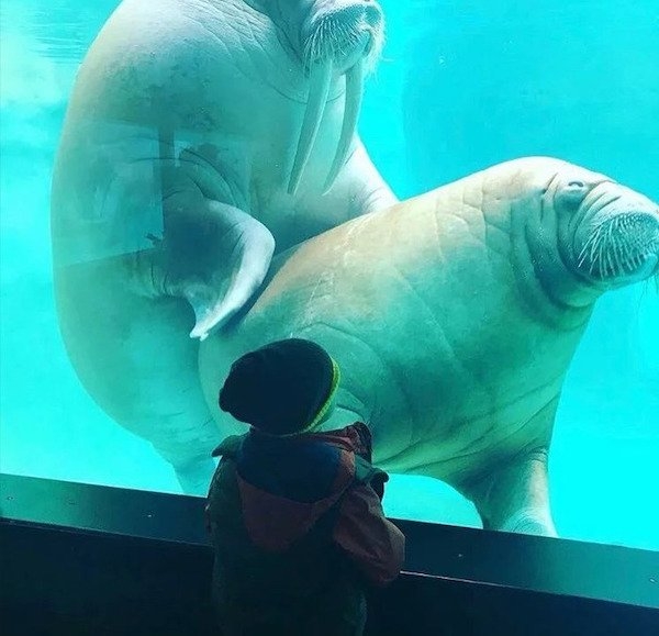 funnyanimals61_017