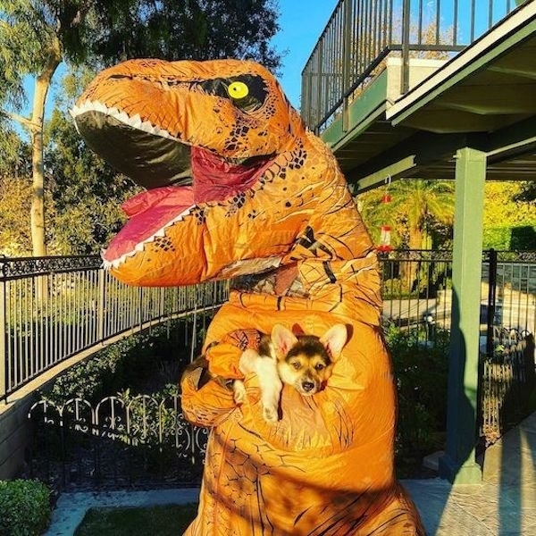 funnyanimals61_020