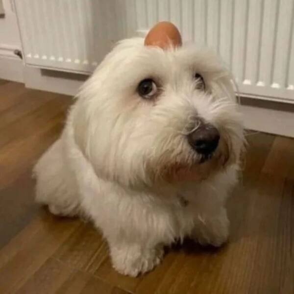 funnyanimals61_021