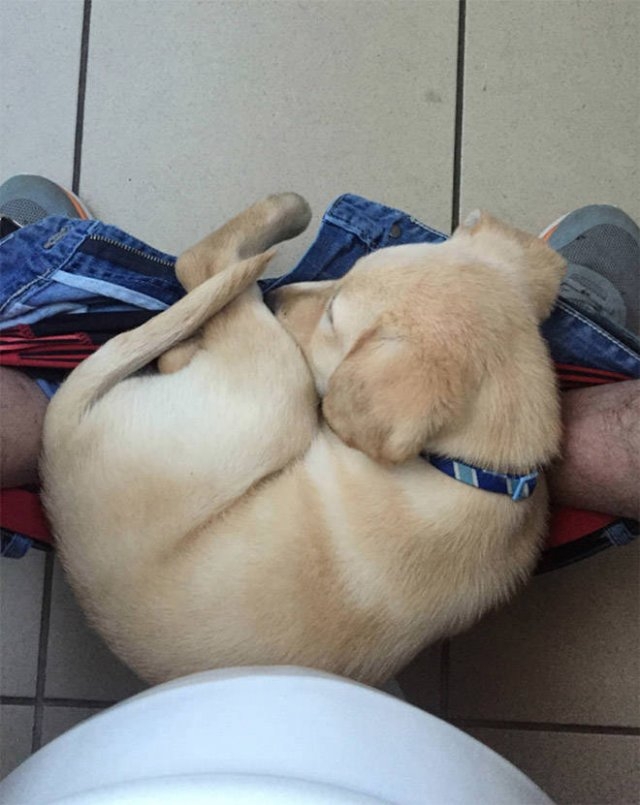 funnyanimals61_025