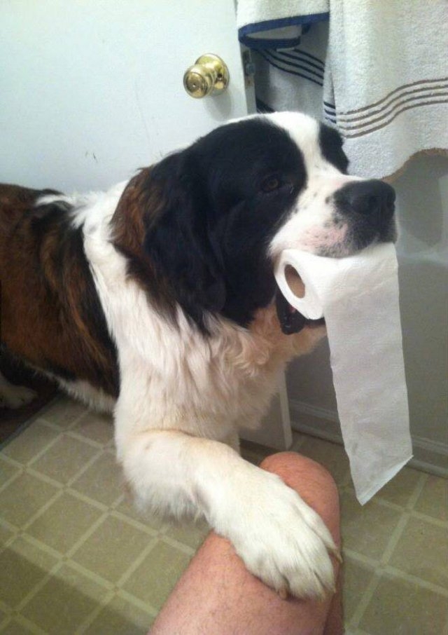 funnyanimals61_031