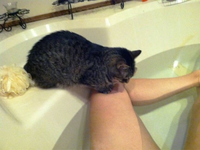 funnyanimals61_034