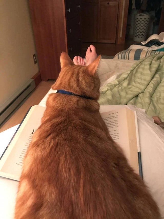 funnyanimals61_037