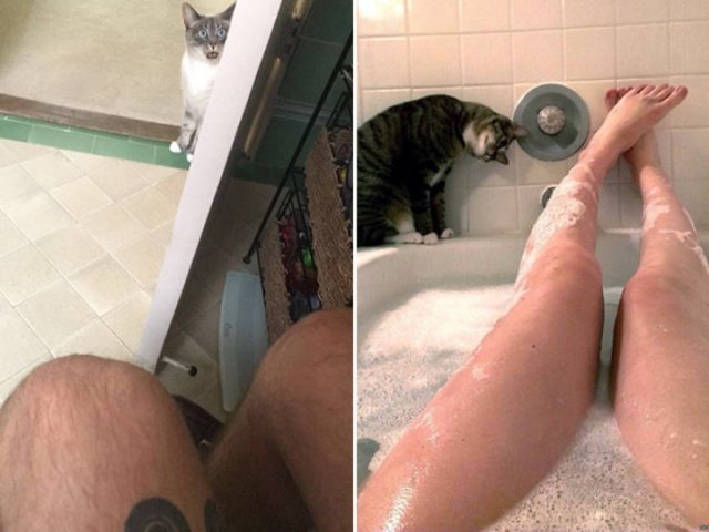 funnyanimals61_040