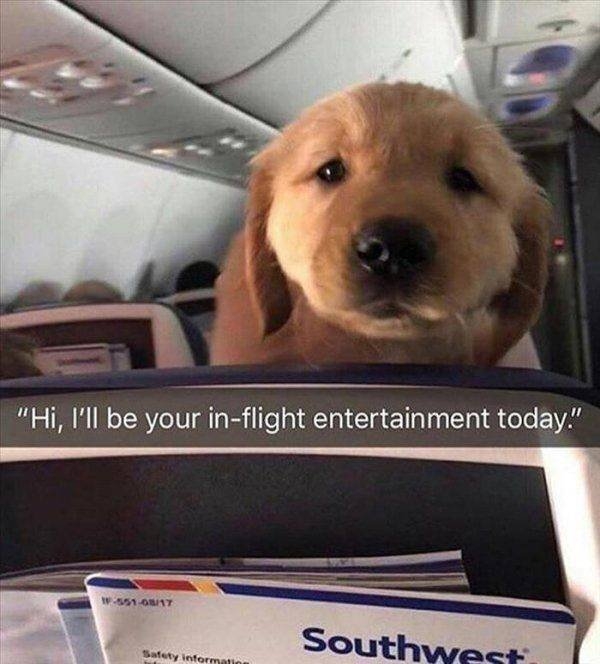 funnyanimals62_015
