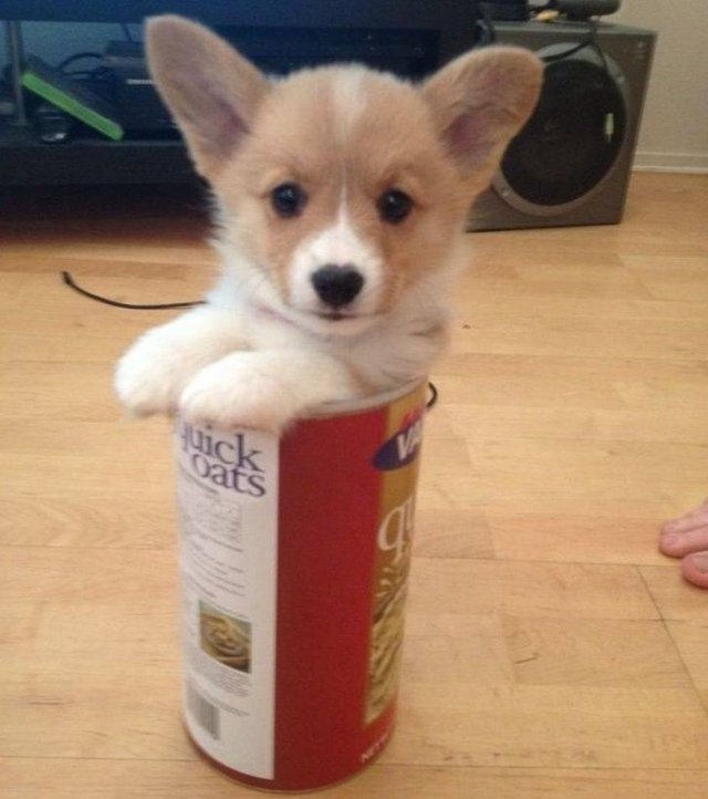 funnyanimals63_002
