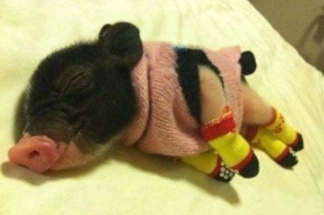 funnyanimals63_003