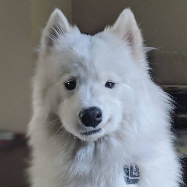 funnyanimals63_004