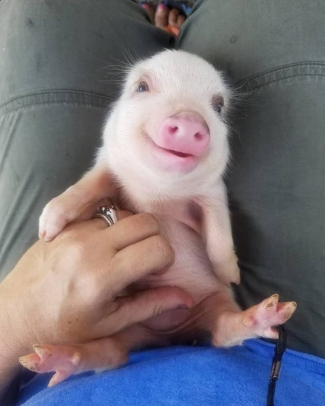 funnyanimals63_005