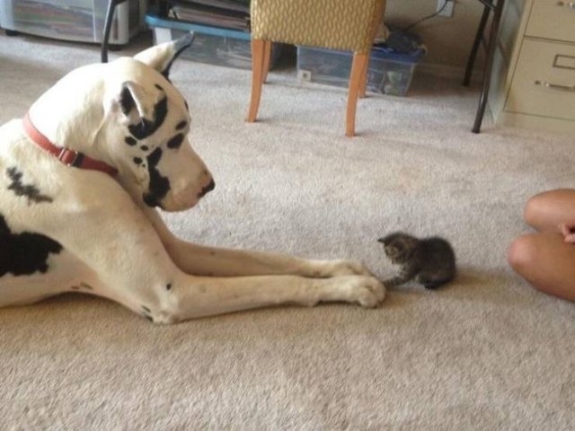 funnyanimals63_006