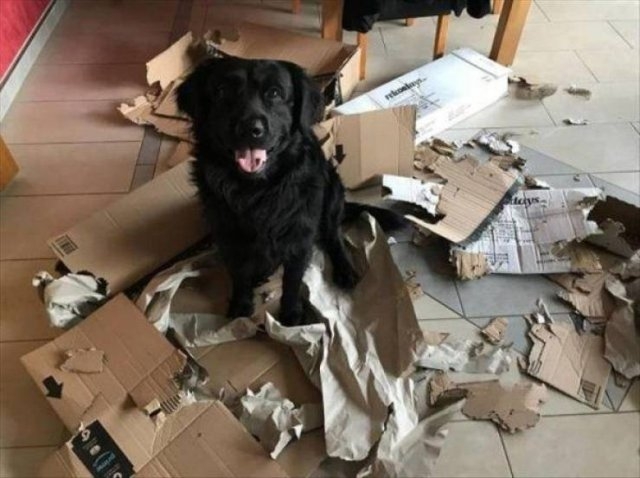 funnyanimals63_007