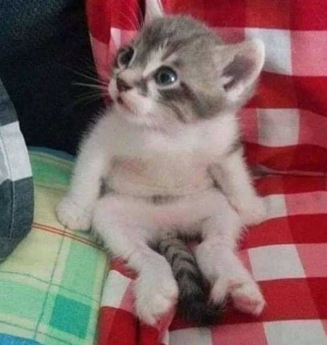 funnyanimals63_008