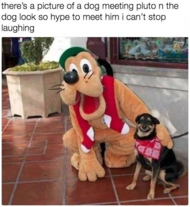 funnyanimals63_009