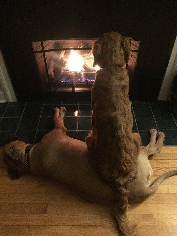 funnyanimals63_010