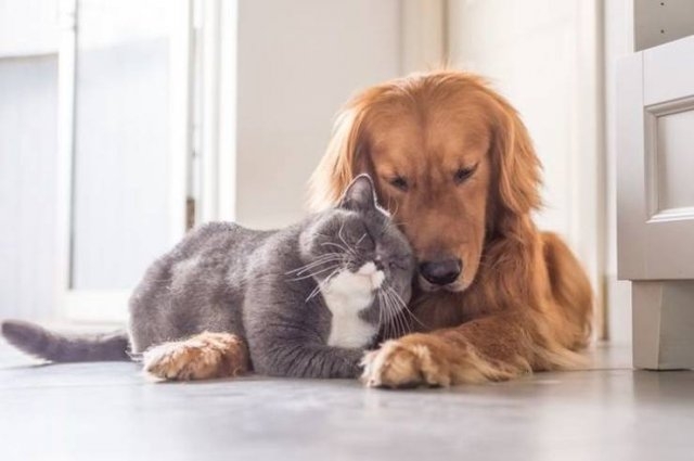 funnyanimals63_011