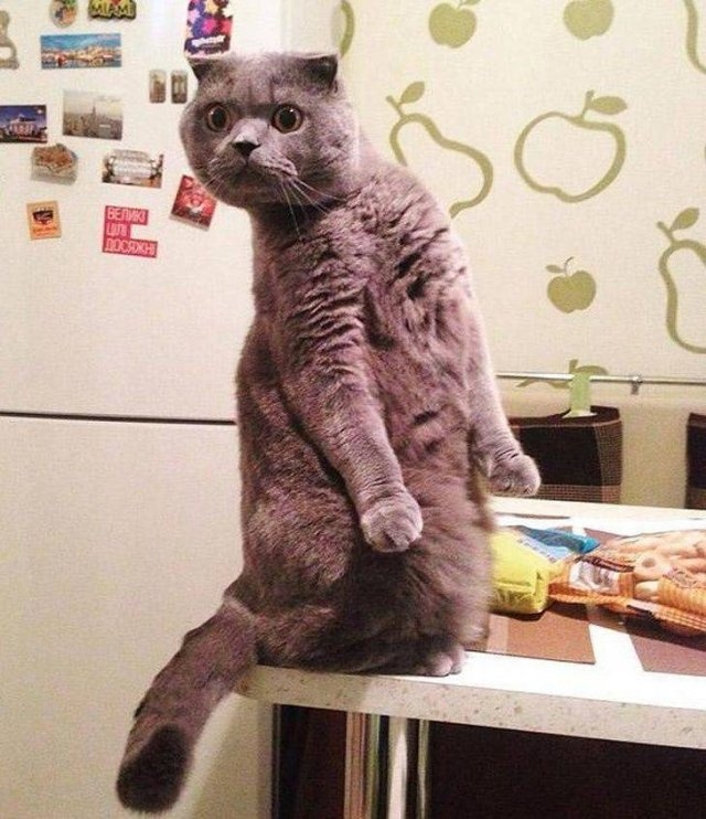funnyanimals63_012