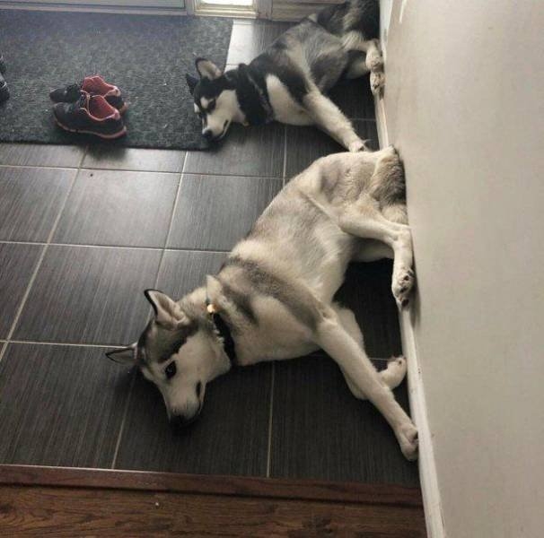 funnyanimals63_013