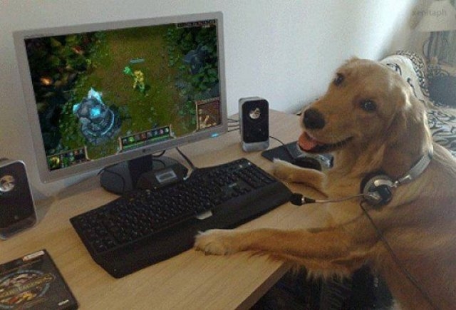 funnyanimals63_014