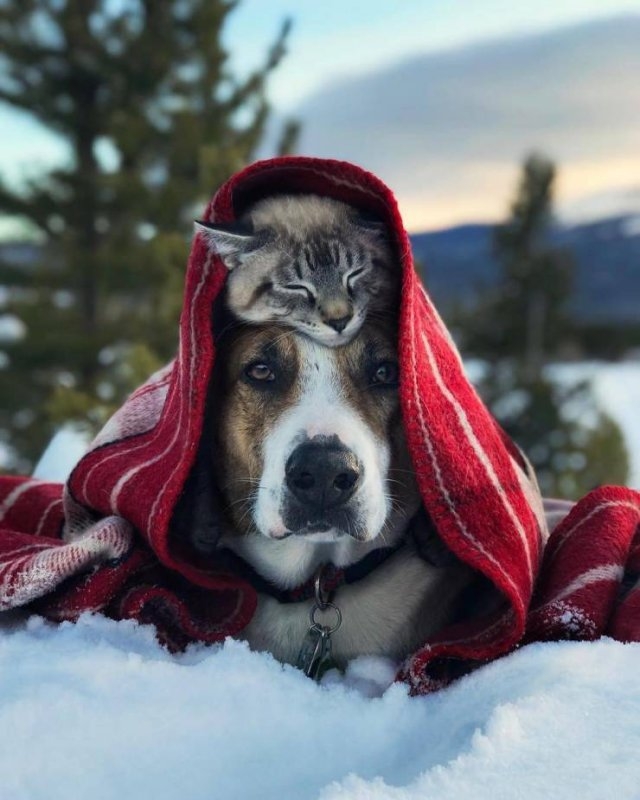 funnyanimals63_015