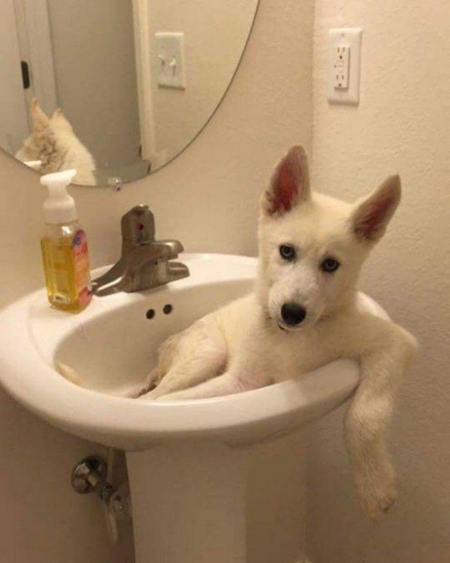 funnyanimals63_016