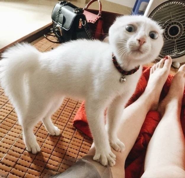 funnyanimals63_017