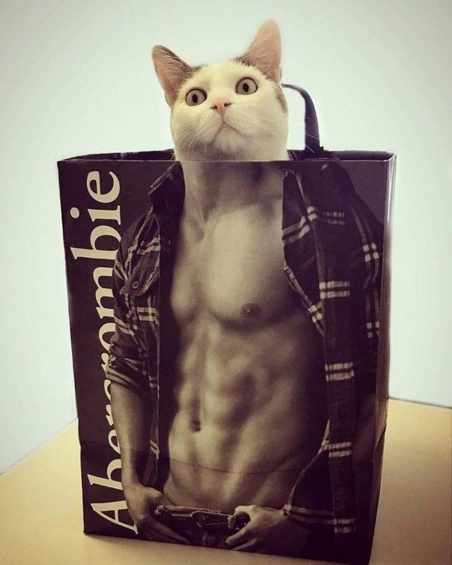 funnyanimals63_018