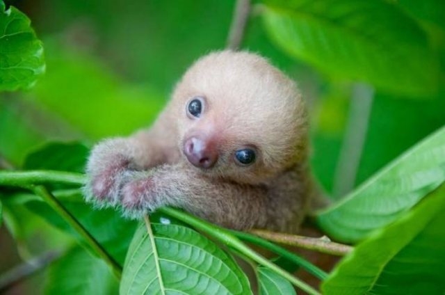 funnyanimals63_019