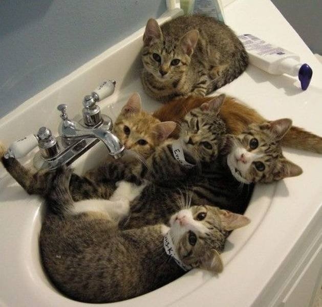 funnyanimals63_020